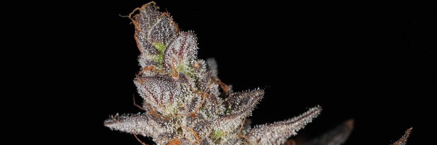 JasonFarm420's profile banner image