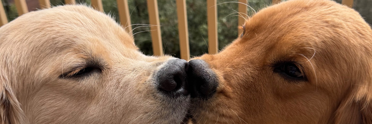 I_Hate_Ty's profile banner image
