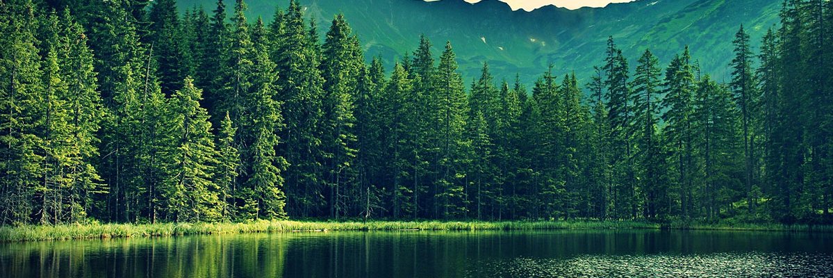 Ronii_321's profile banner image