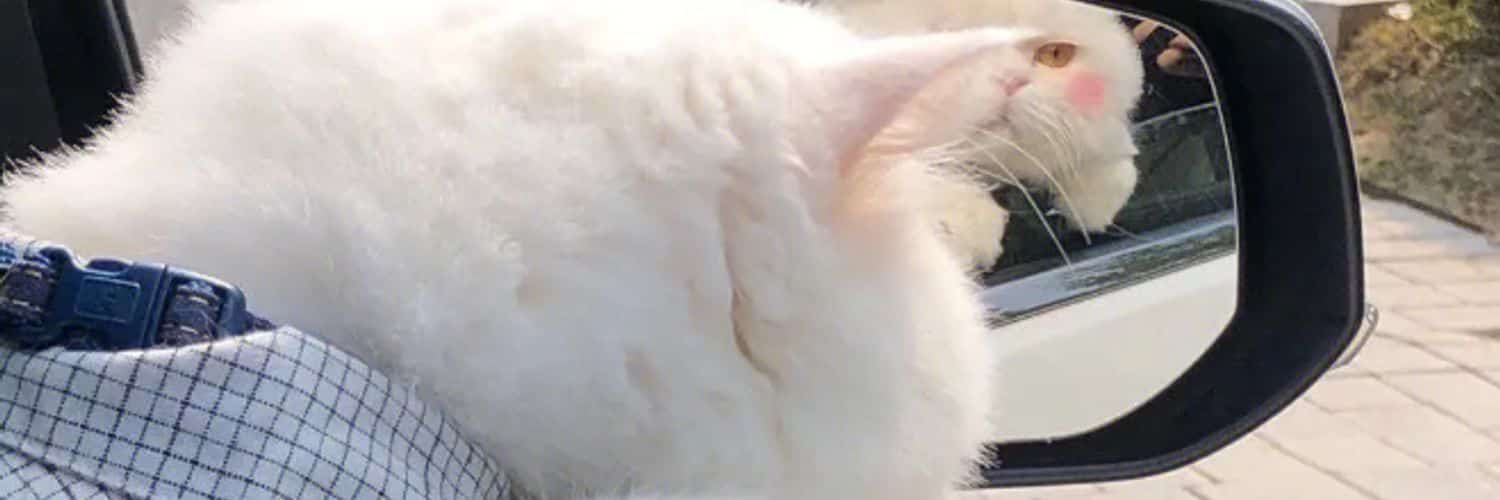 Mustafaina14751's profile banner image