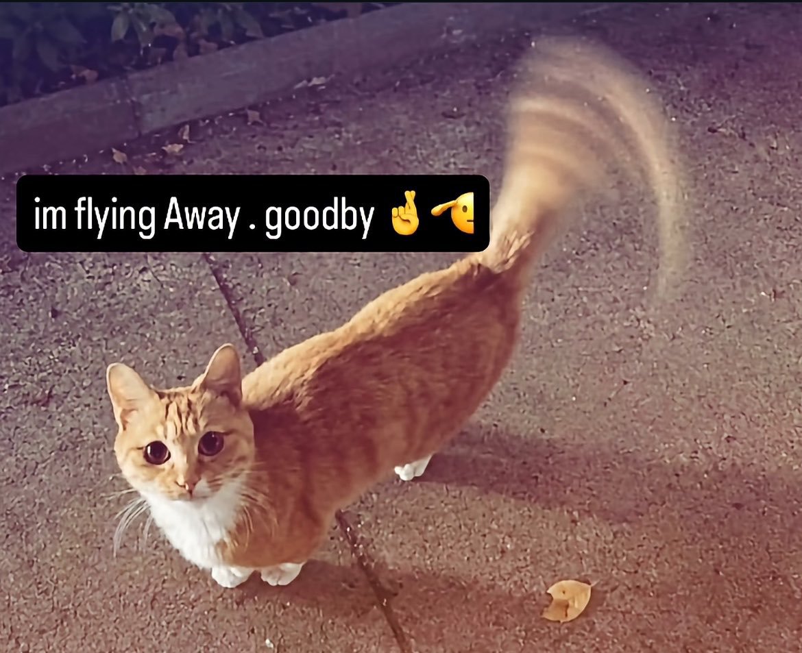 Jynxstaposition's profile banner image