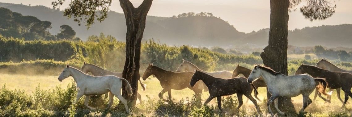 vanillaswiirll's profile banner image