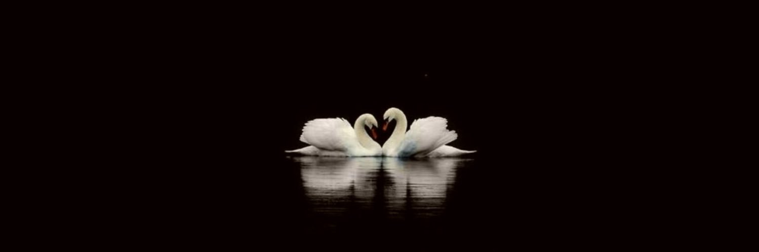 lena⁸¹ banner
