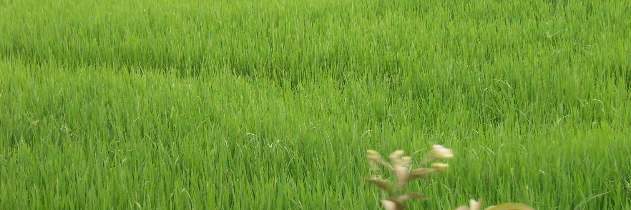 hasibpayel's profile banner image