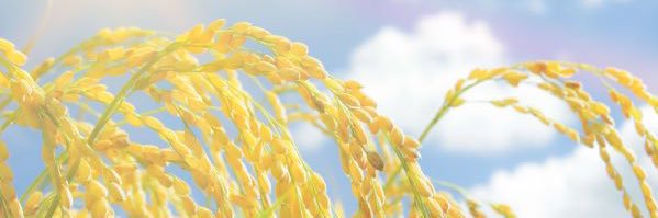 wepmaro's profile banner image