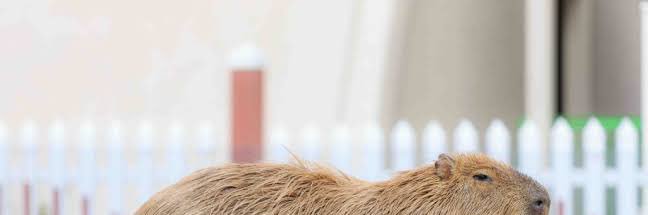 Wild_Capybaraa's profile banner image