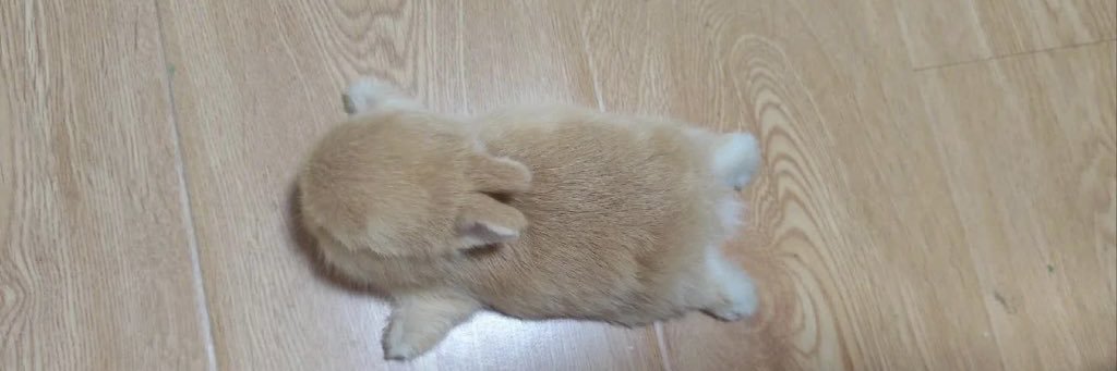 haniisbunny's profile banner image