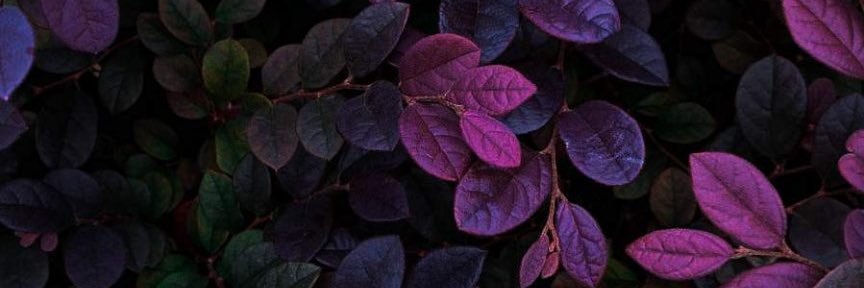 EuroRavenW's profile banner image