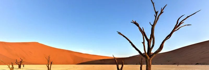 Alina Bitcoin banner