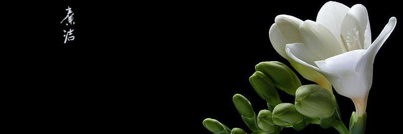 msos's profile banner image