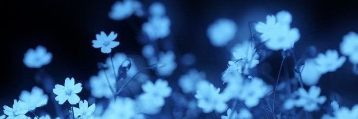 sobberries's profile banner image