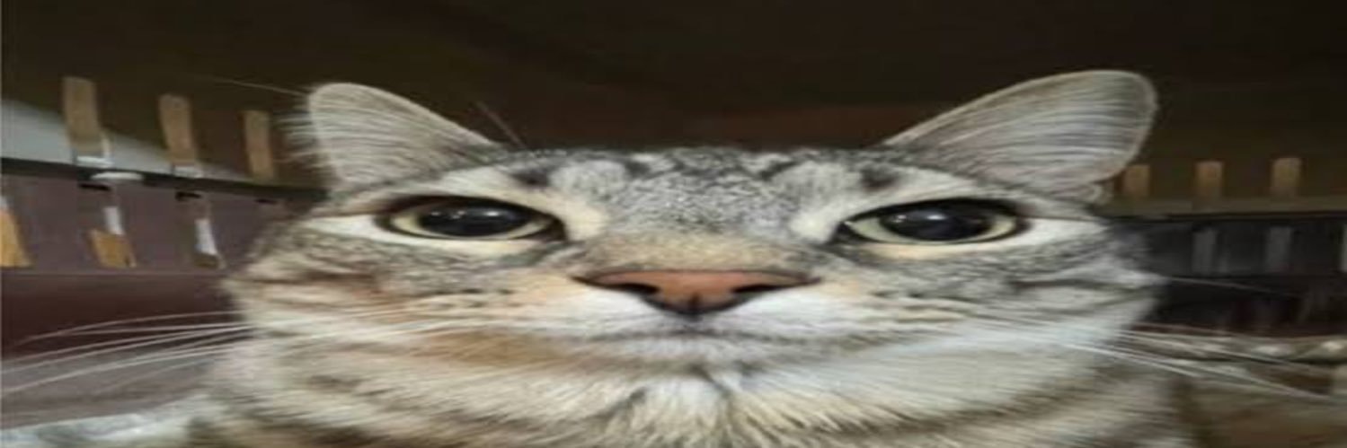 ryuppa_sub's profile banner image