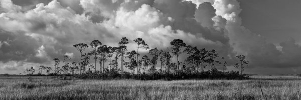 X_StrayDog1 Profile Banner