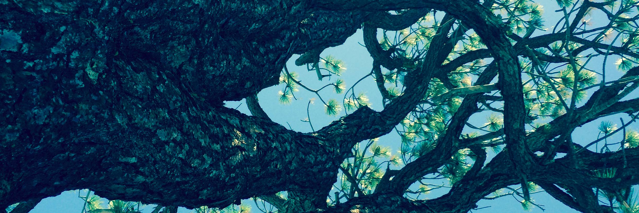 PriyaHutner's profile banner image