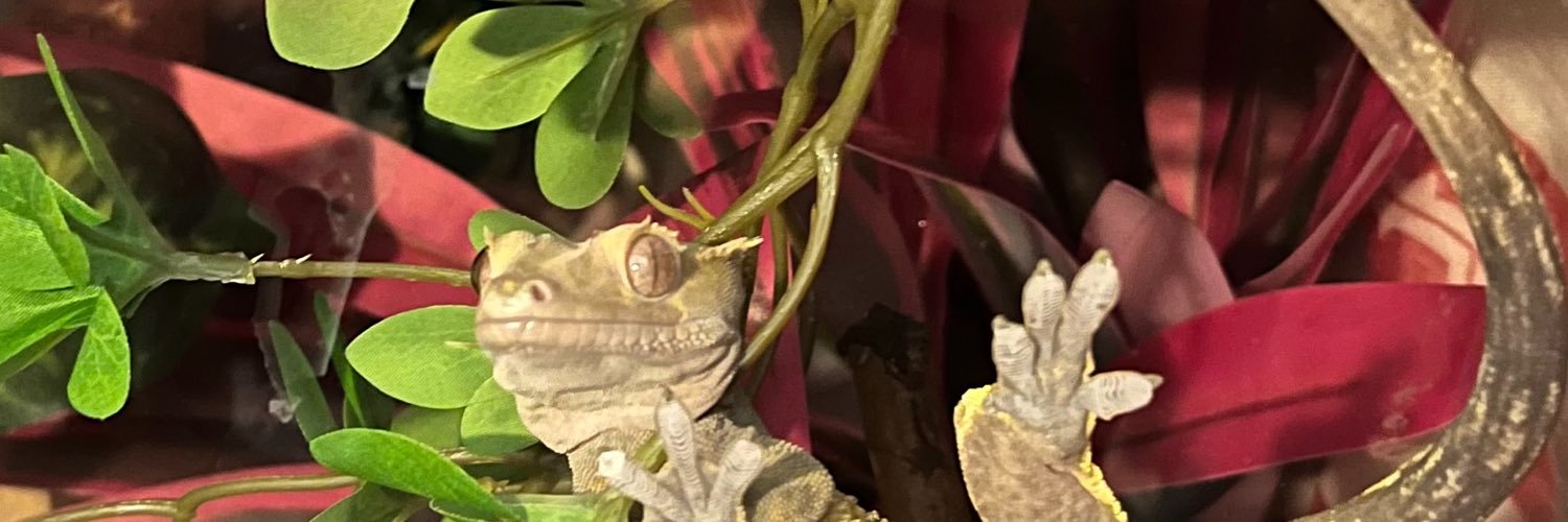 usualcrayon's profile banner image