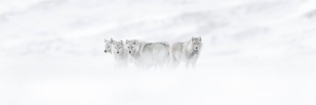 houseofwolf187's profile banner image