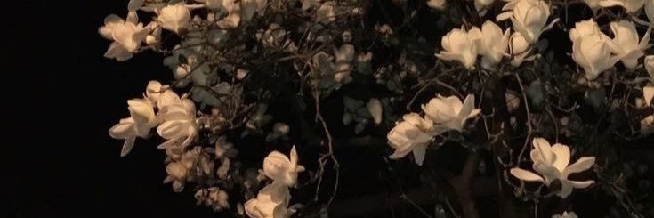 Haesita :3's banner
