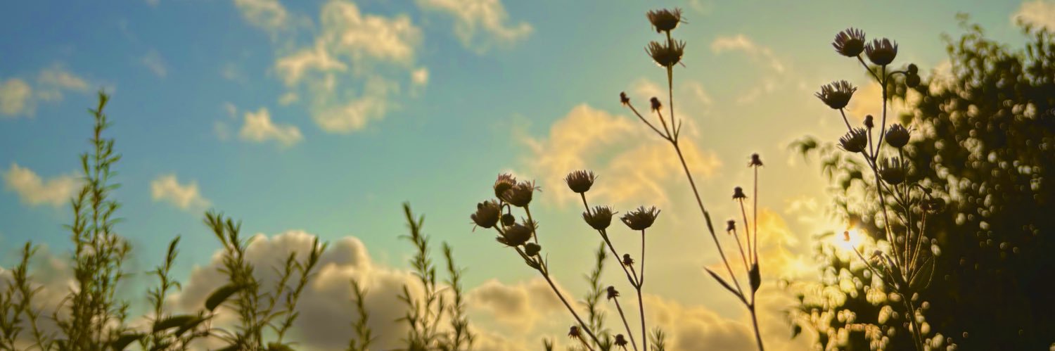 はな *:.｡.ᴴᵃⁿⁿᵃʰ ︎.｡.:* banner