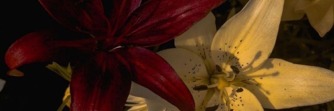 femininenotion's profile banner image
