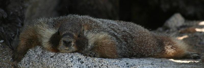 Lazy Marmot banner