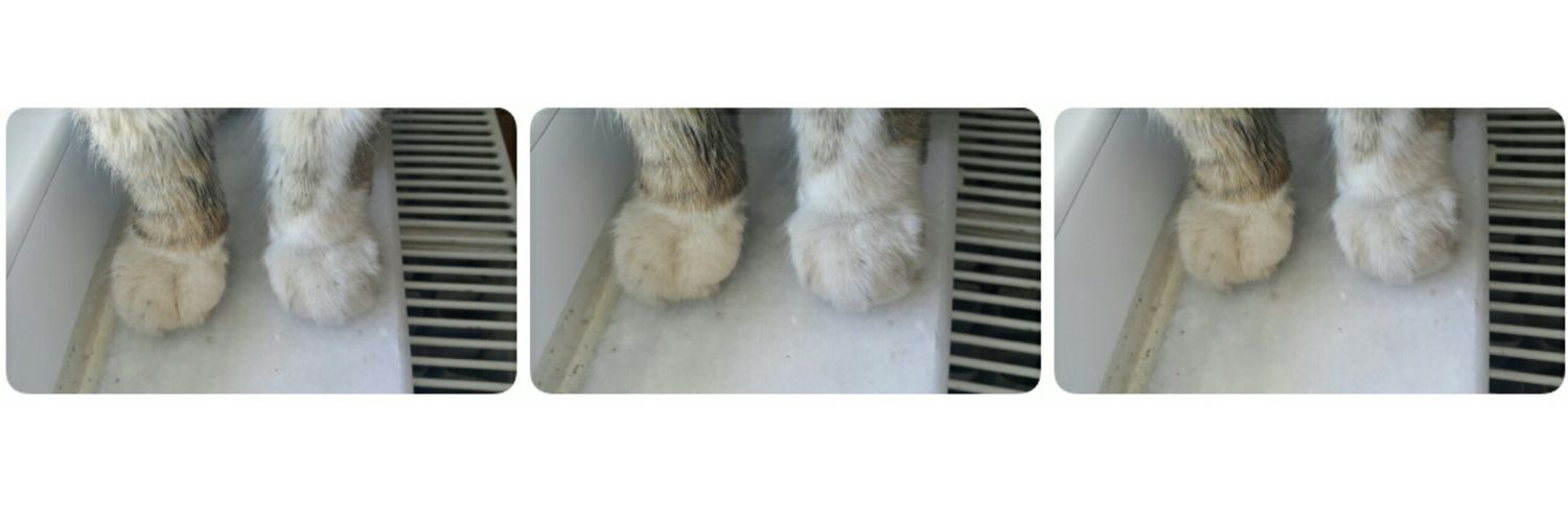 🌸 🐾 🐈 İlkim banner