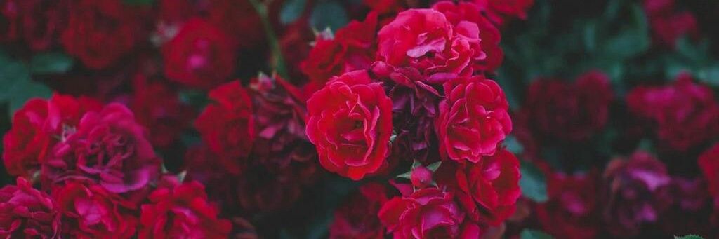 patti_led's profile banner image