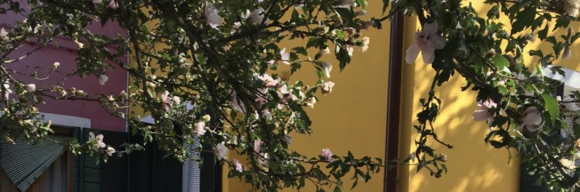 laiafeso's profile banner image