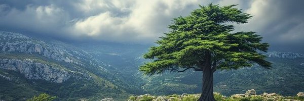 AidaKmeid Profile Banner