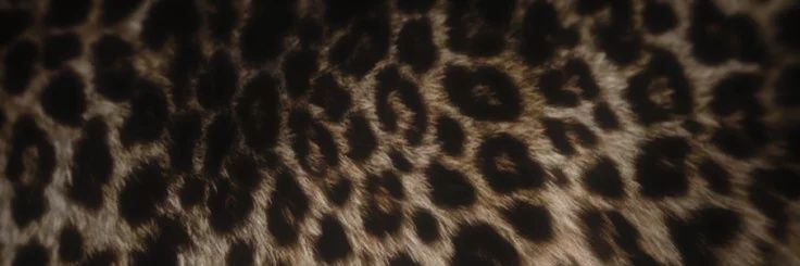 sabiy banner