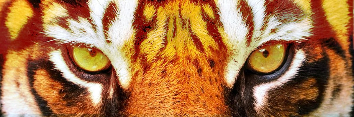 cesaneto_'s profile banner image