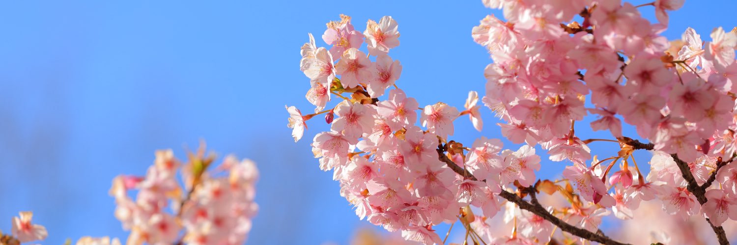 bebe( ﾍﾞﾍﾞ) 📸 banner