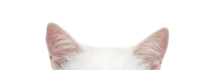 🍼 banner
