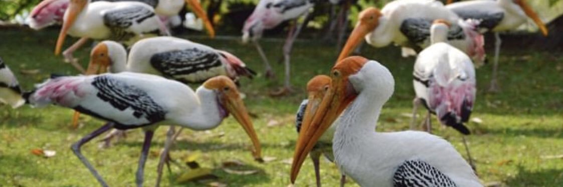 Stork Magazine banner