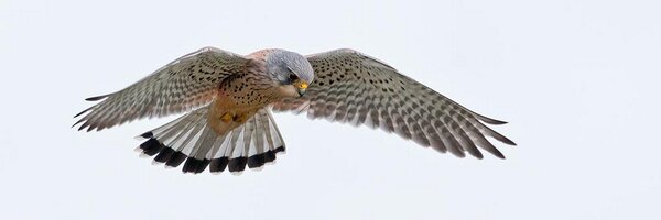 Sandwichbirdobs Profile Banner