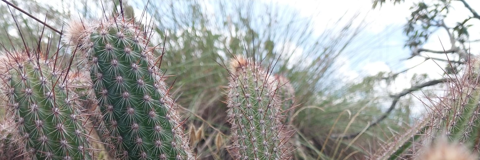 Viado Satânico banner
