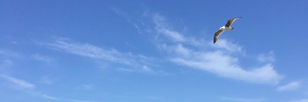 ii Profile Banner