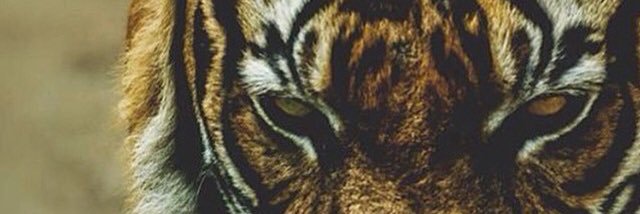 cawsdavies's profile banner image