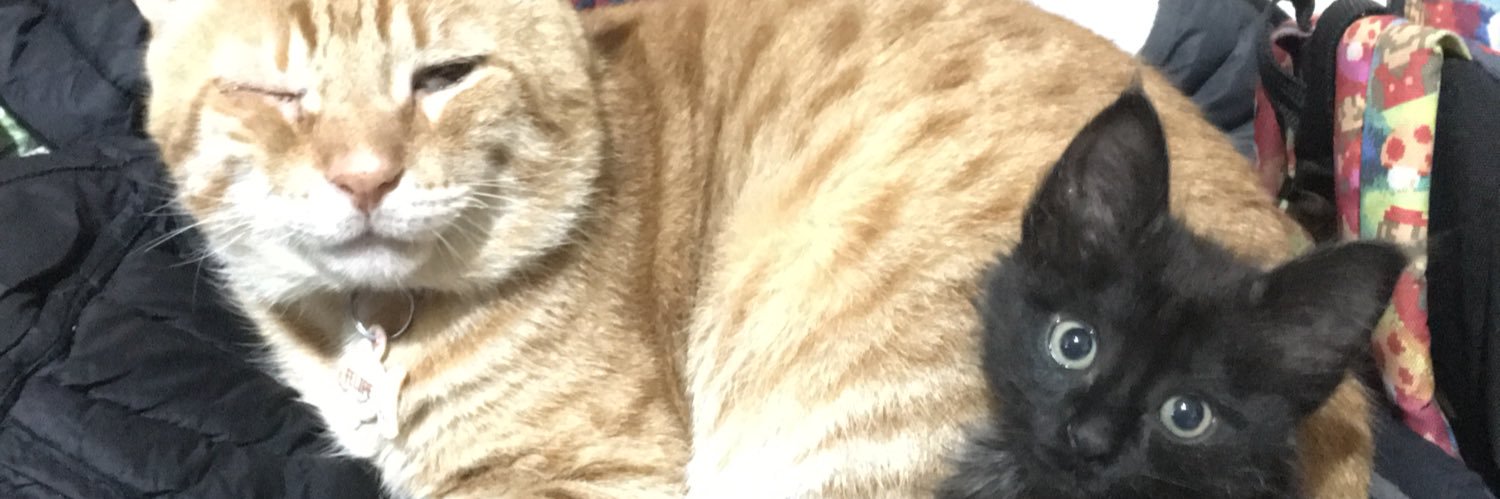 camigalignianaa's profile banner image