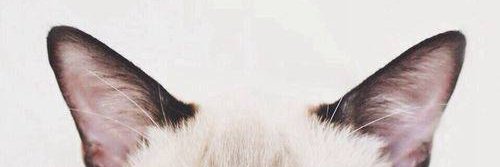 DarinkapOwer's profile banner image