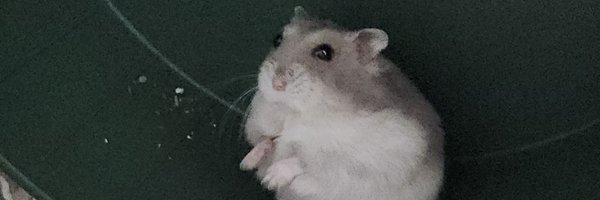 bboyoster Profile Banner