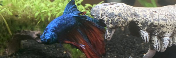 hot_corpse Profile Banner