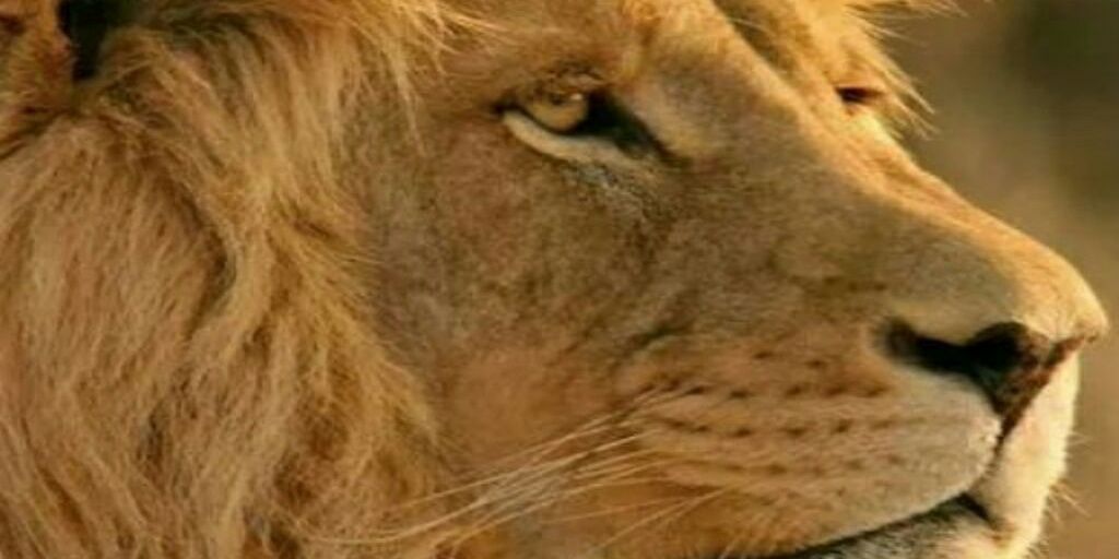 affia_affia's profile banner image