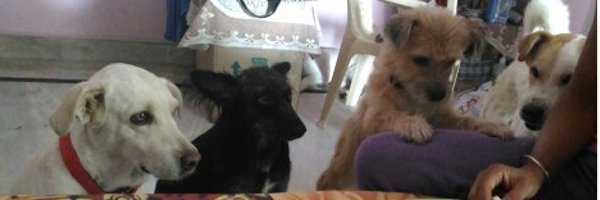 Vovless Profile Banner