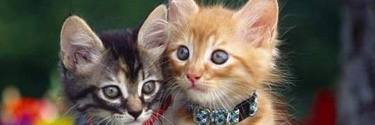 melanie_gh's profile banner image
