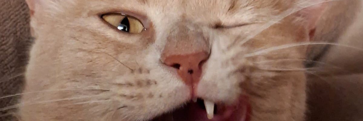 Liarc_00's profile banner image