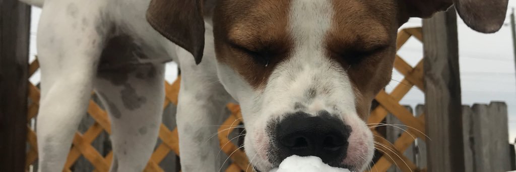 Treenbeann's profile banner image