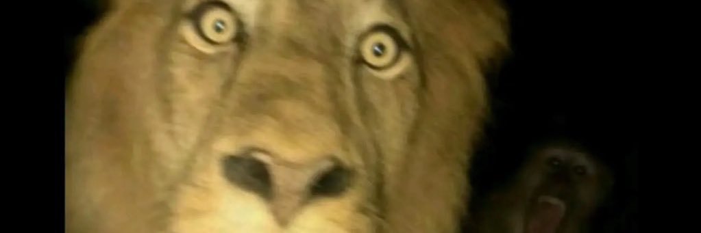 Shani Bishnoi banner