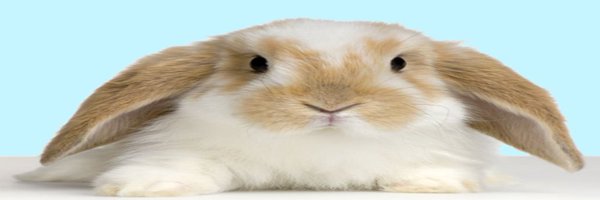 bownitt Profile Banner