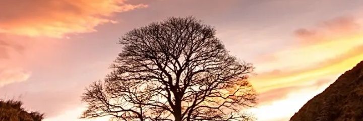 Nature banner