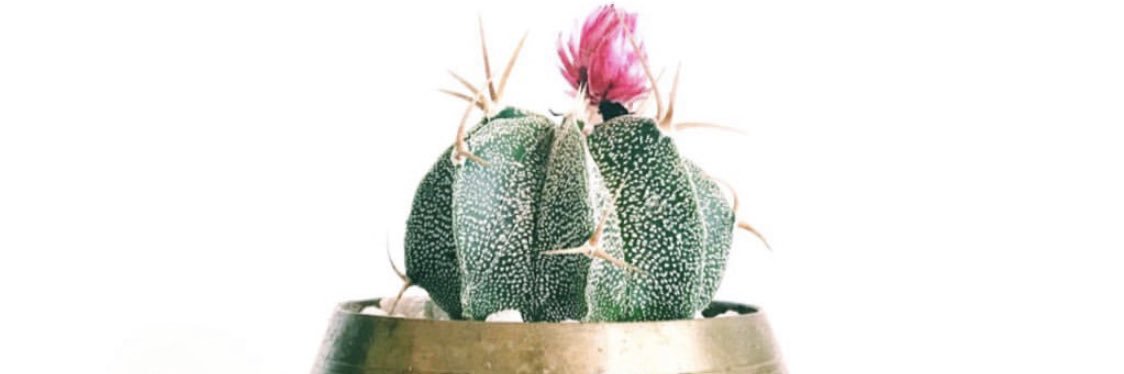 melinabertoni's profile banner image